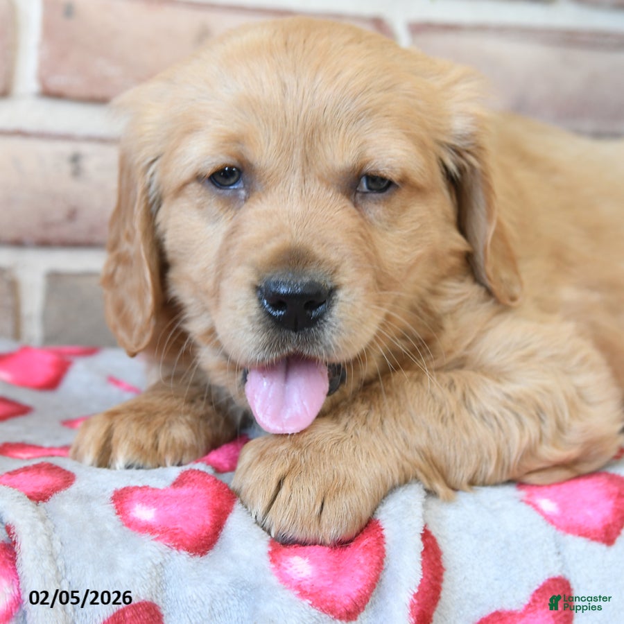 Miniature Golden Retriever dogs Romeo - Ad 2
