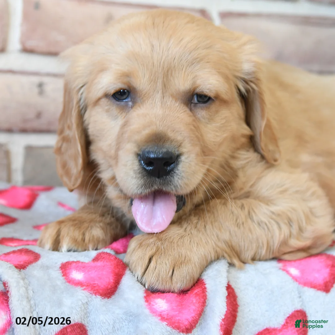 Miniature Golden Retriever dogs for sale: Romeo - Ad 2