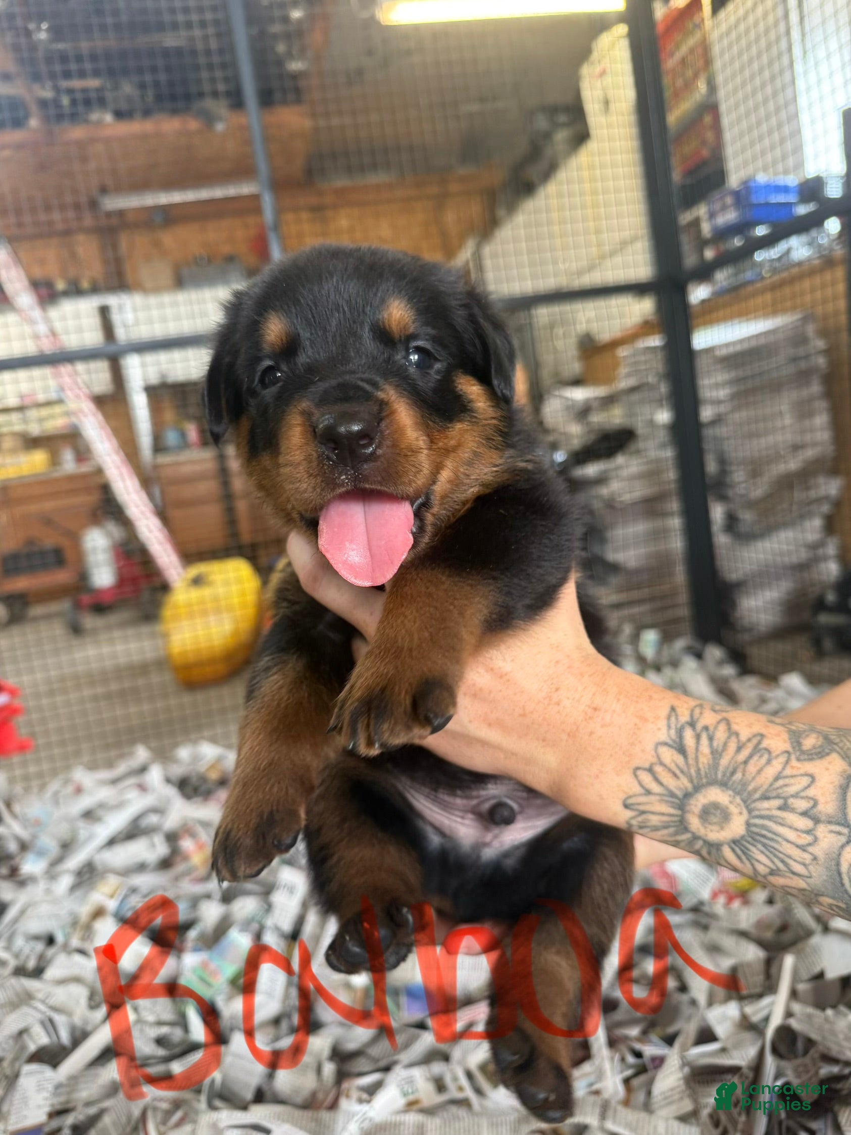 Rottweiler dogs Rottweiler 4 - Ad 6