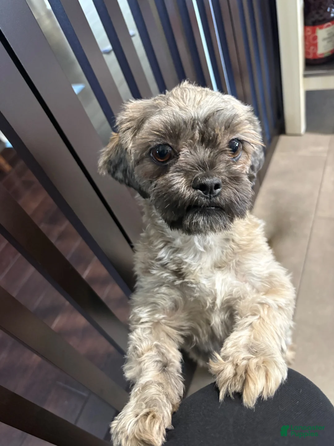 Mixed Breed dogs for sale: Kahlua - Ad 3