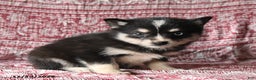 Pomsky dogs for sale: Lucy - Ad 2