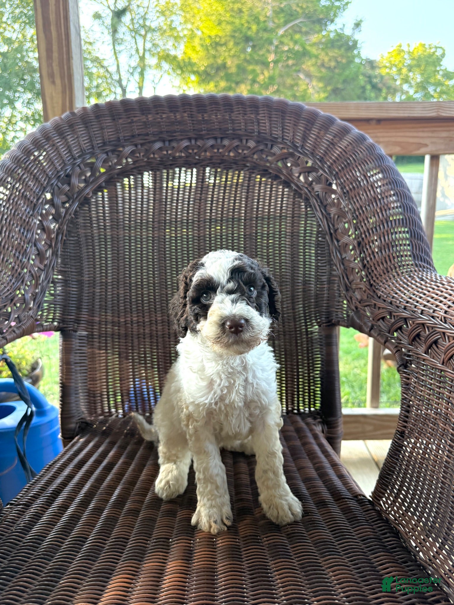 Goldendoodle dogs Lucy  - Ad 2