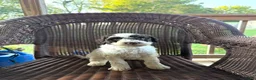 Goldendoodle dogs for sale: Lucy  - Ad 1