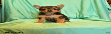 Tiny Leon