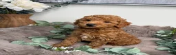 Mini Goldendoodle dogs for sale: Honey 🍯 | Female Goldendoodle Puppy - Ad 4
