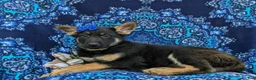 German Shepherd dogs for sale: Sage - Ad 5