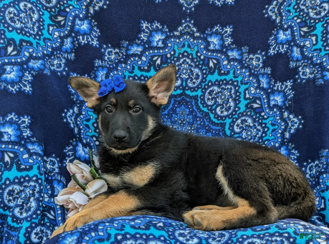 German Shepherd dogs for sale: Sage - Ad 5