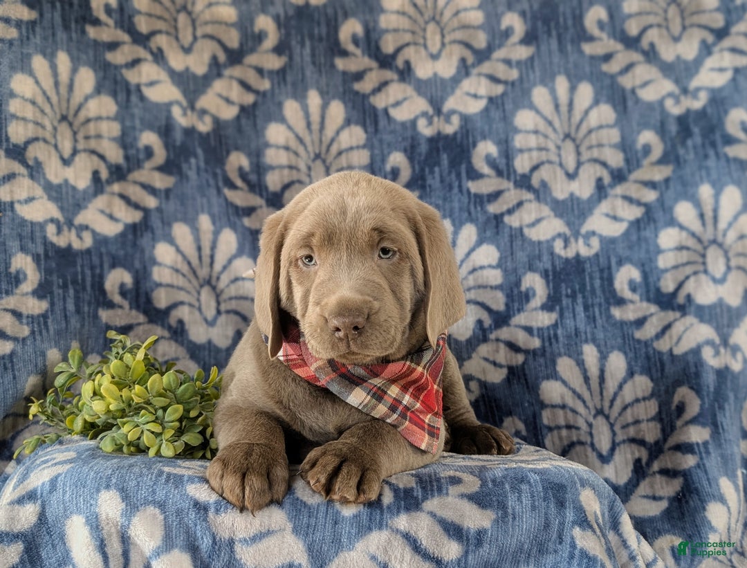 Labrador Retriever dogs for sale: Conroy AKC Silver Lab - Ad 6