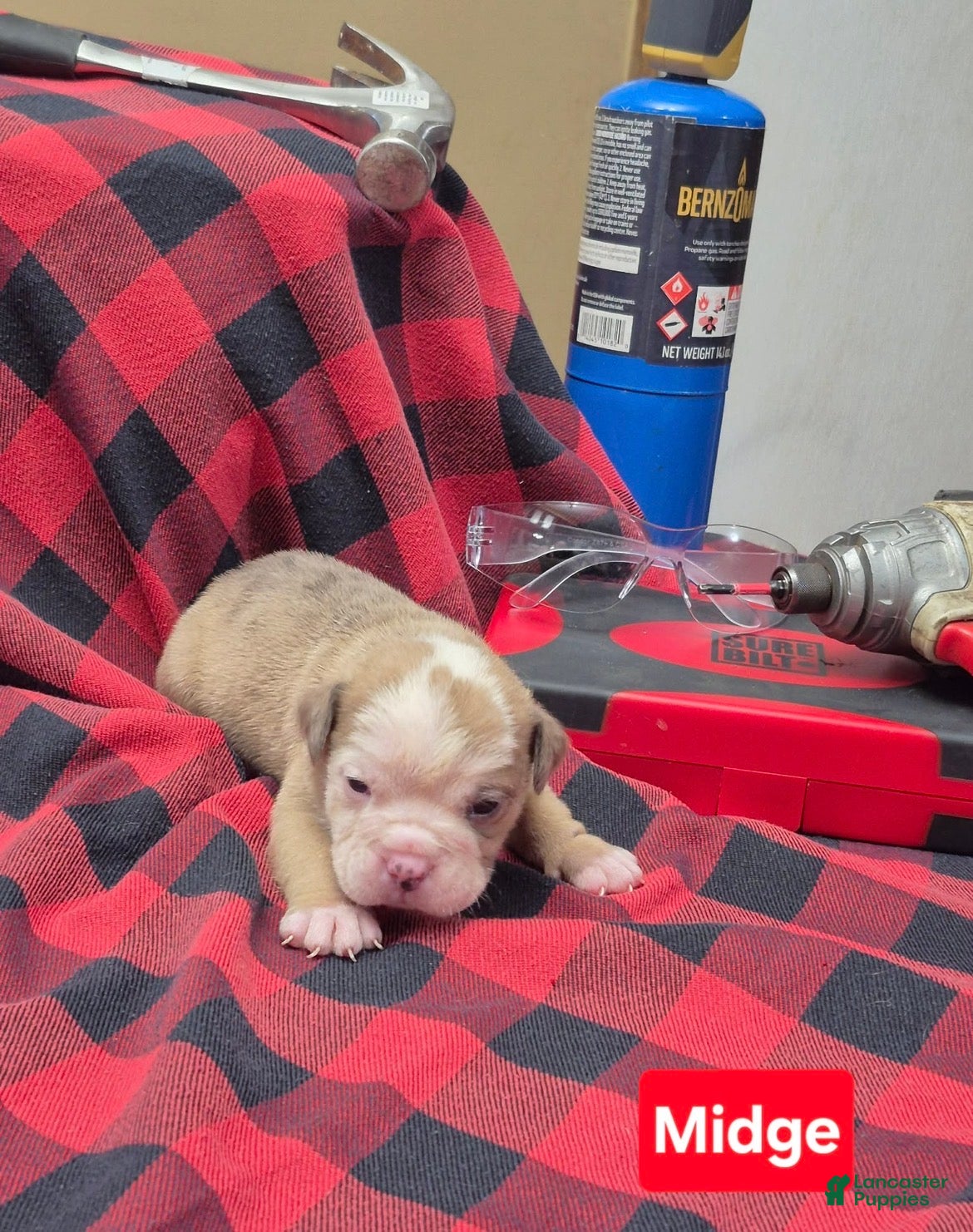 Olde English Bulldogge dogs Midge Olde English Bulldogge - Ad 2