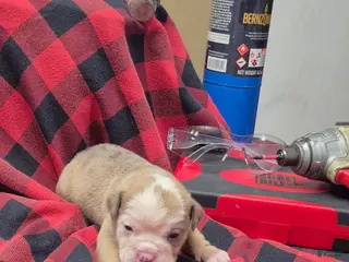 Olde English Bulldogge dogs Midge Olde English Bulldogge - Ad 6