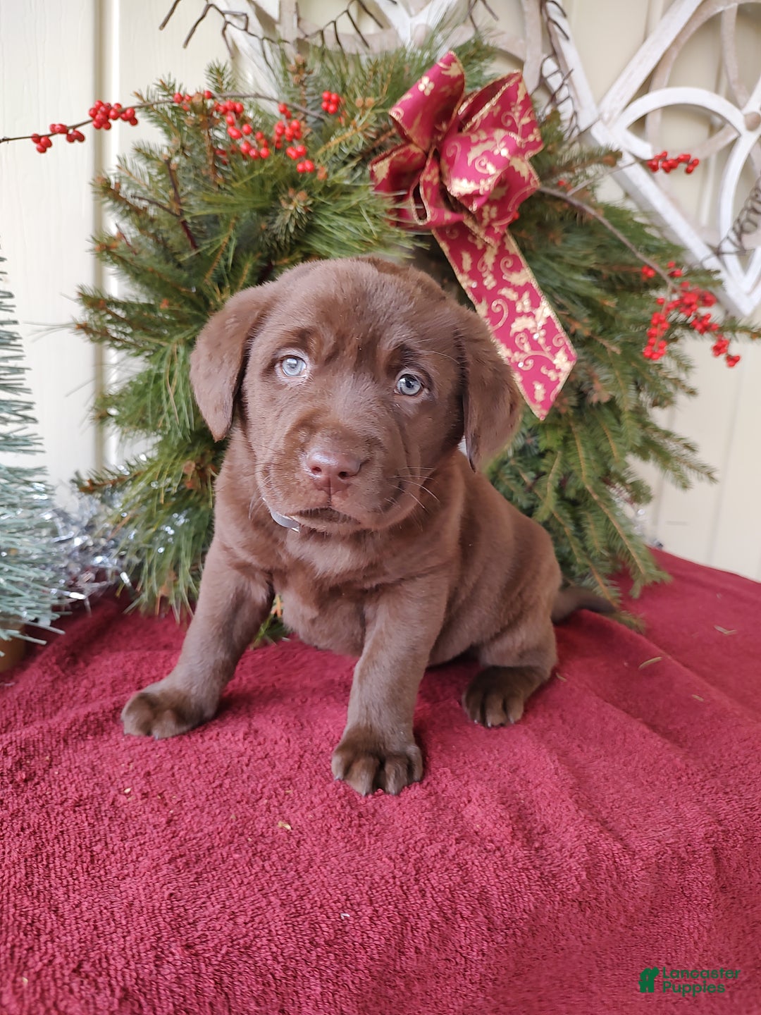 Labrador Retriever dogs for sale: Judson - Ad 5
