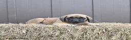English Mastiff dogs for sale: Mocha - Ad 5