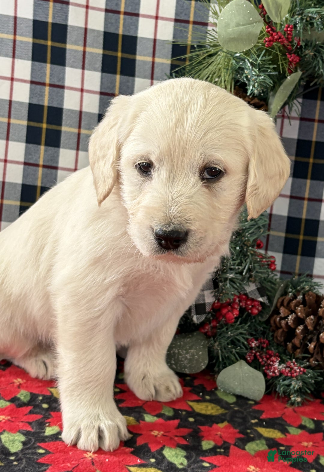 Labradoodle dogs for sale: Cody - Ad 3