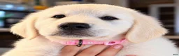 Golden Retriever dogs for sale: Dutches  - Ad 2
