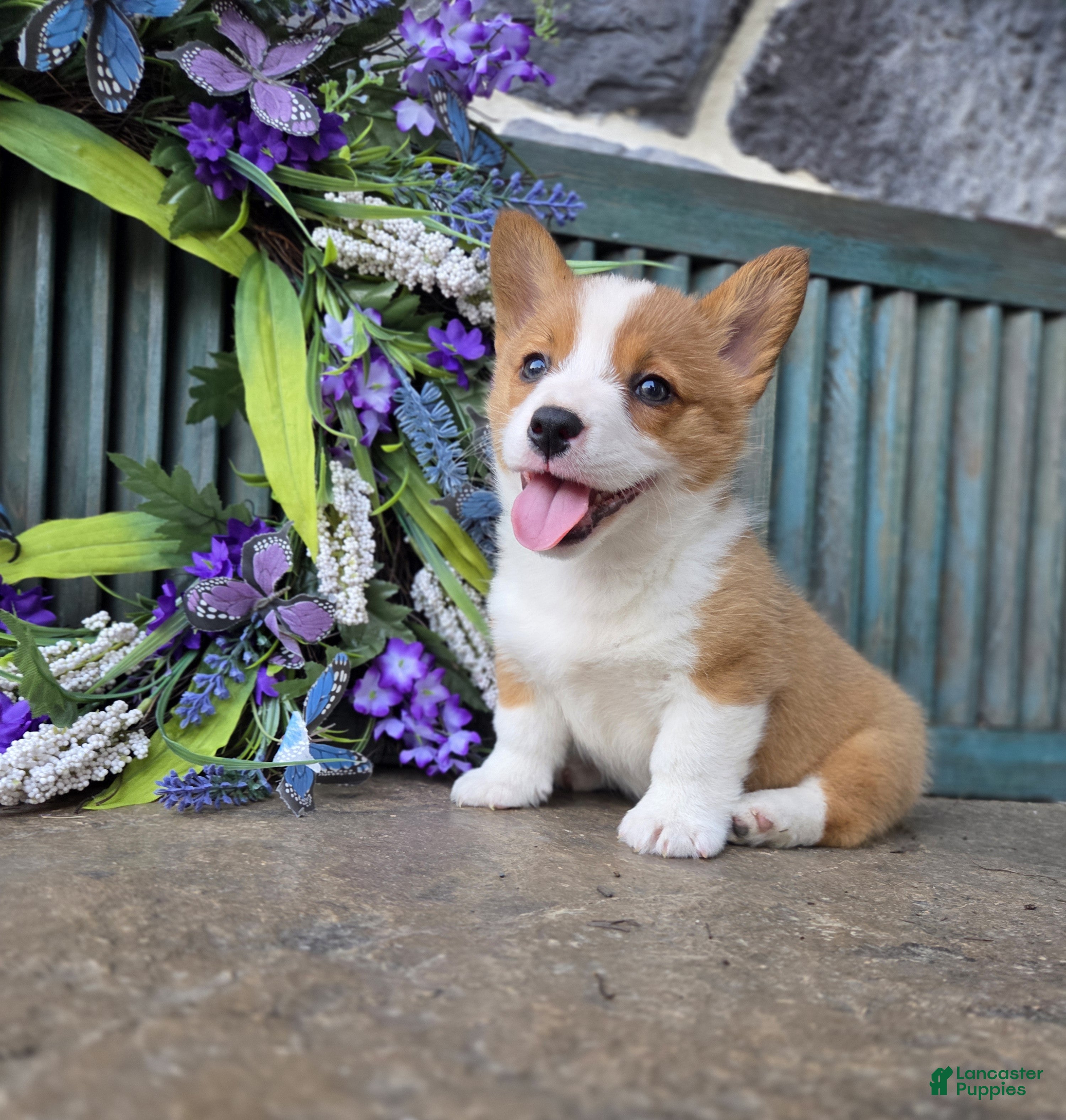 Welsh Corgi Pembroke dogs Sandy - Ad 1