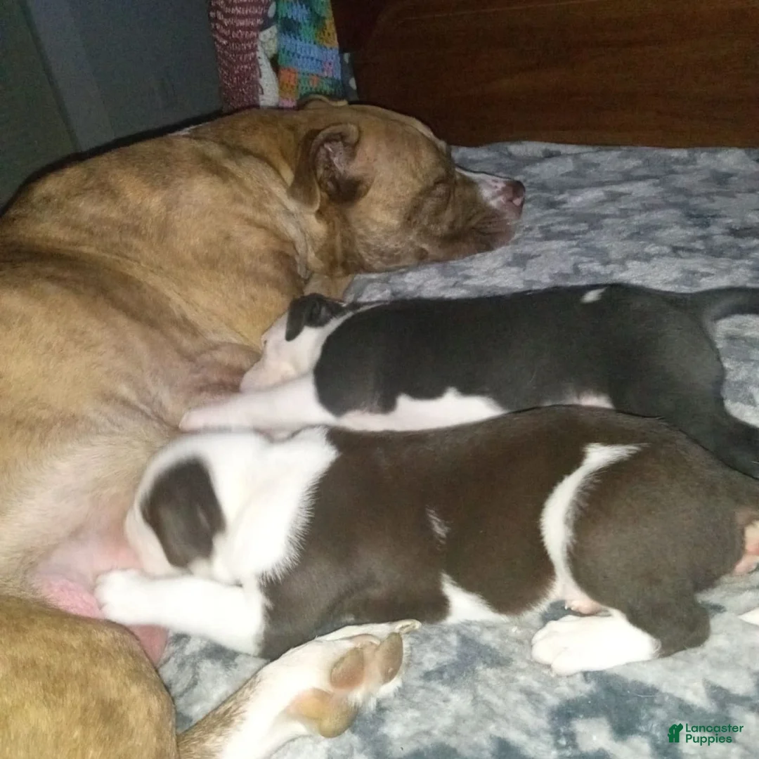 Gallery Image {{count}}