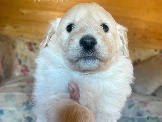Mixed Breed dogs Marshmallow - Ad 28