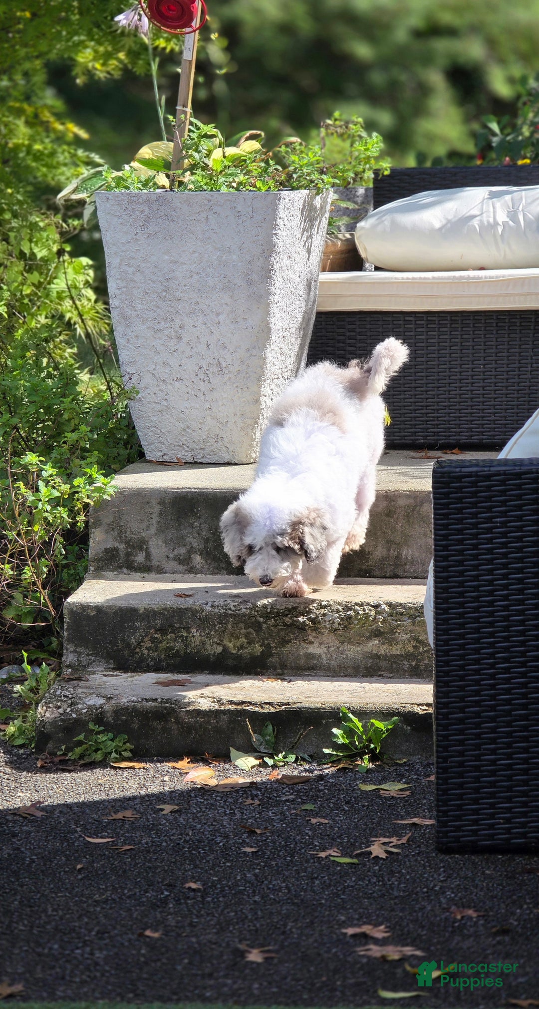 Mixed Breed dogs for sale: Happy  - Ad 4