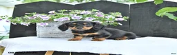 Dachshund dogs for sale: Letty - Ad 3