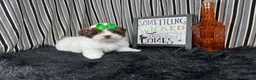 Shihpoo dogs for sale: Shihpoo 3 - Ad 5