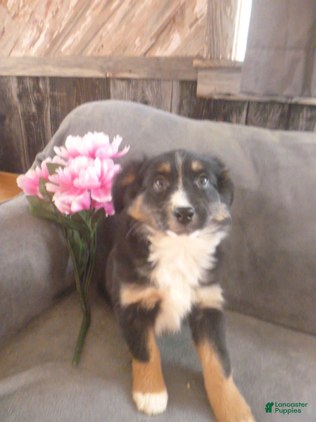 Miniature Australian Shepherd dogs for sale: Nessa - Ad 2
