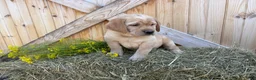 Labrador Retriever dogs for sale: Ruby - Ad 8