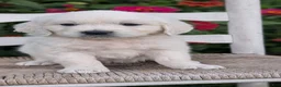 Golden Retriever dogs for sale: Bitsy - Ad 13