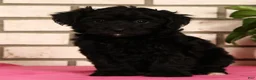 Yorkiepoo dogs for sale: Eden - Ad 3