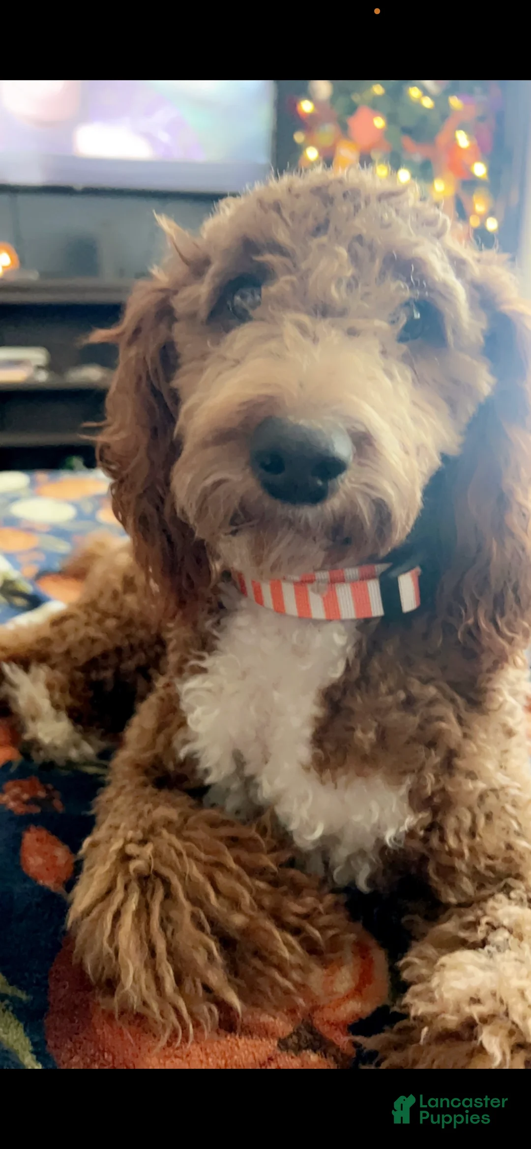 Mini Goldendoodle dogs for sale: El - Ad 5