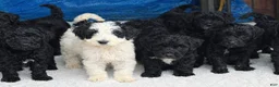 Mini Goldendoodle dogs for sale: Doodle pup - Ad 2