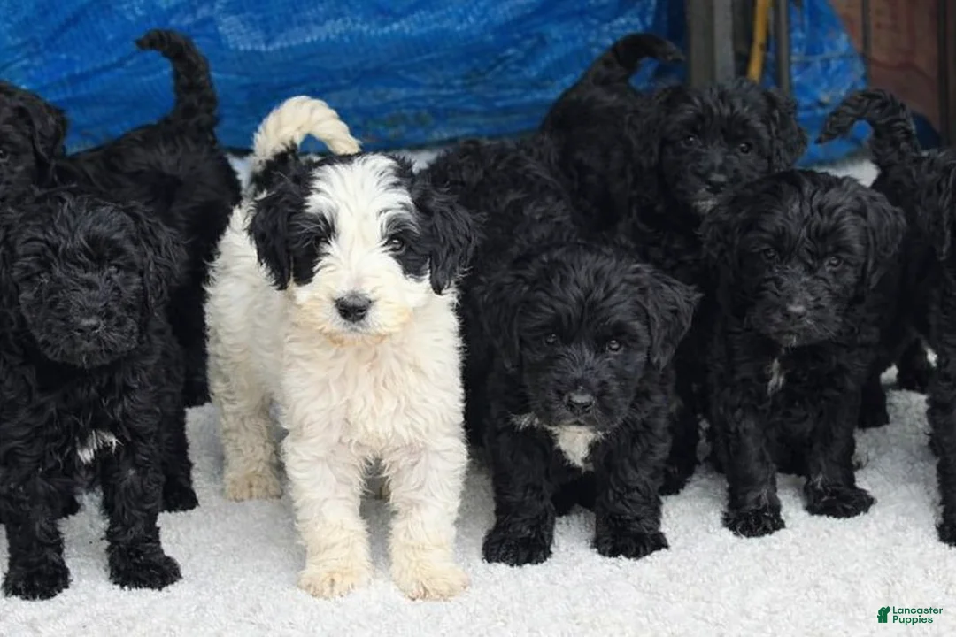Mini Goldendoodle dogs for sale: Doodle pup - Ad 2