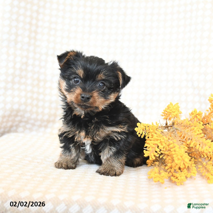Yorkshire Terrier dogs Tucker - Ad 6