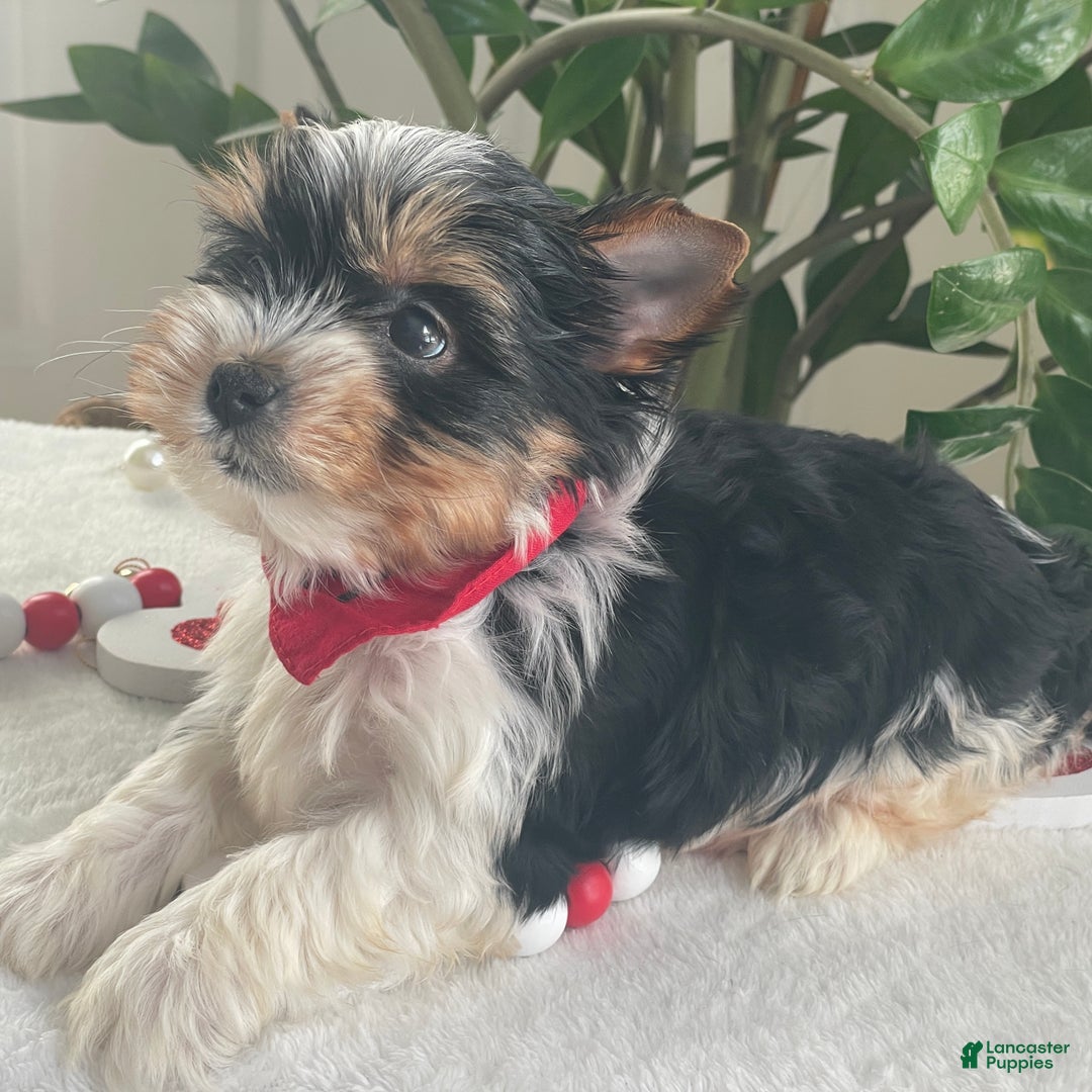 Biewer Terrier dogs for sale: Trey - Ad 4