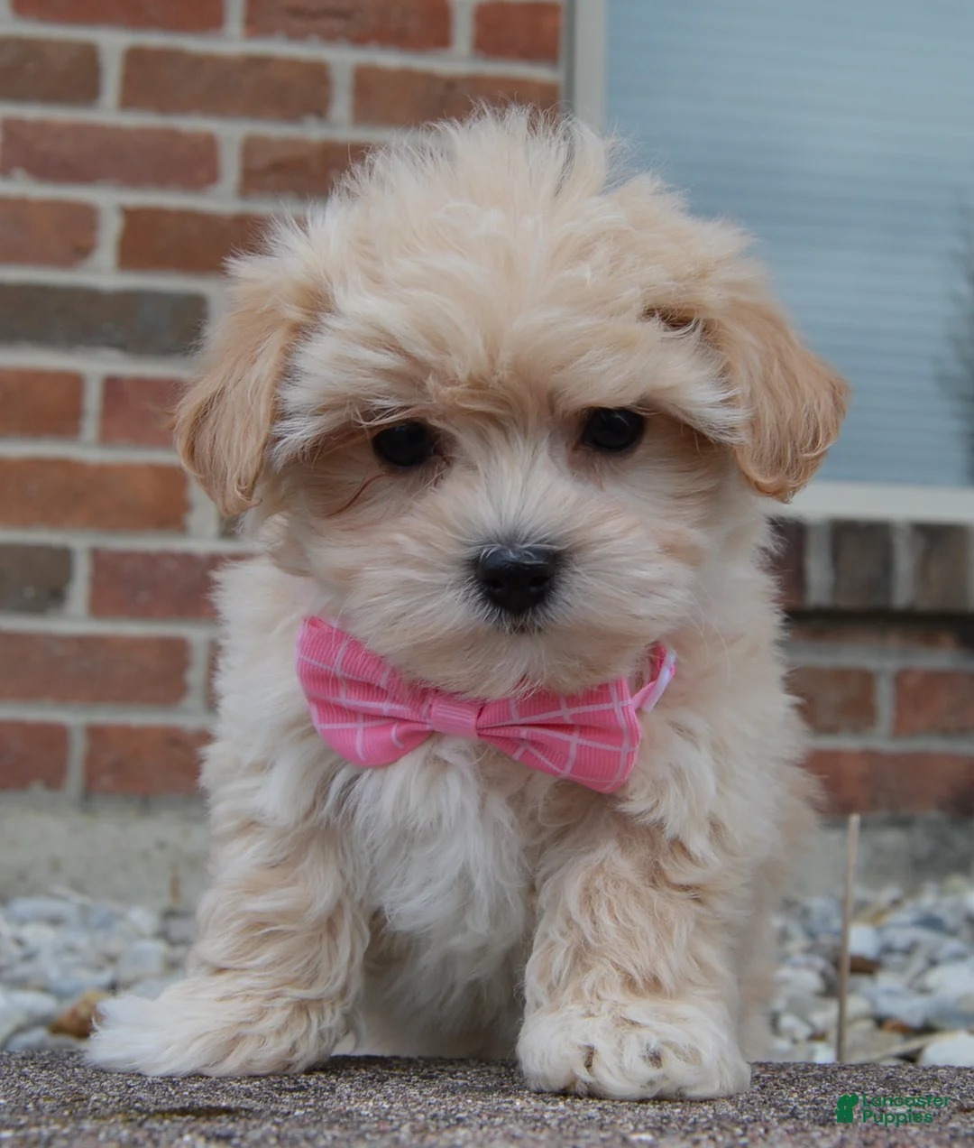 Maltipoo dogs for sale: Maggie - Ad 12
