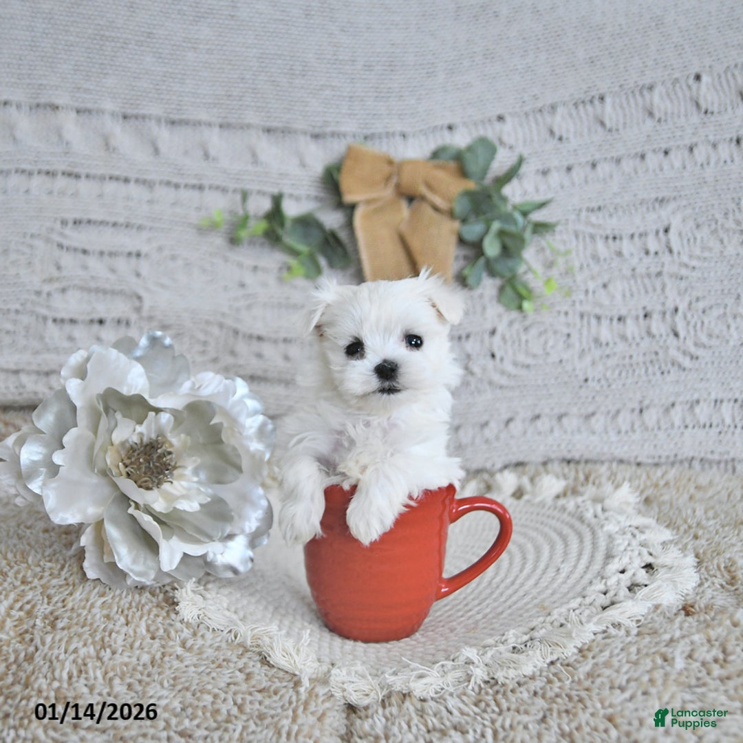 Maltese dogs for sale: Cupid EXTRA SMALL - Ad 1