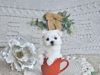 Maltese dogs Cupid EXTRA SMALL - Ad 12