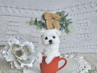 Maltese dogs Cupid EXTRA SMALL - Ad 13