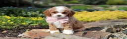 Cavapoo dogs for sale: Bambi - Ad 11