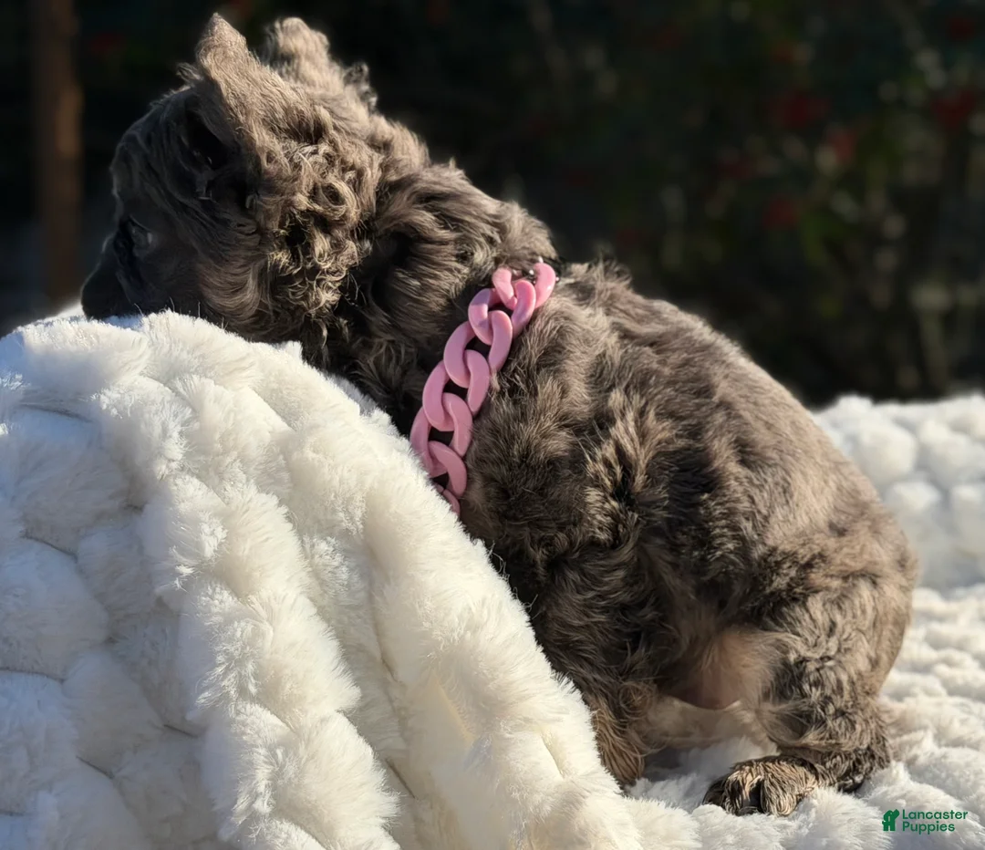 French Bulldog dogs for sale: Miss Glitz - Ad 4