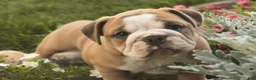 Mixed Breed dogs for sale: Dream Victorian Bulldog - Ad 10
