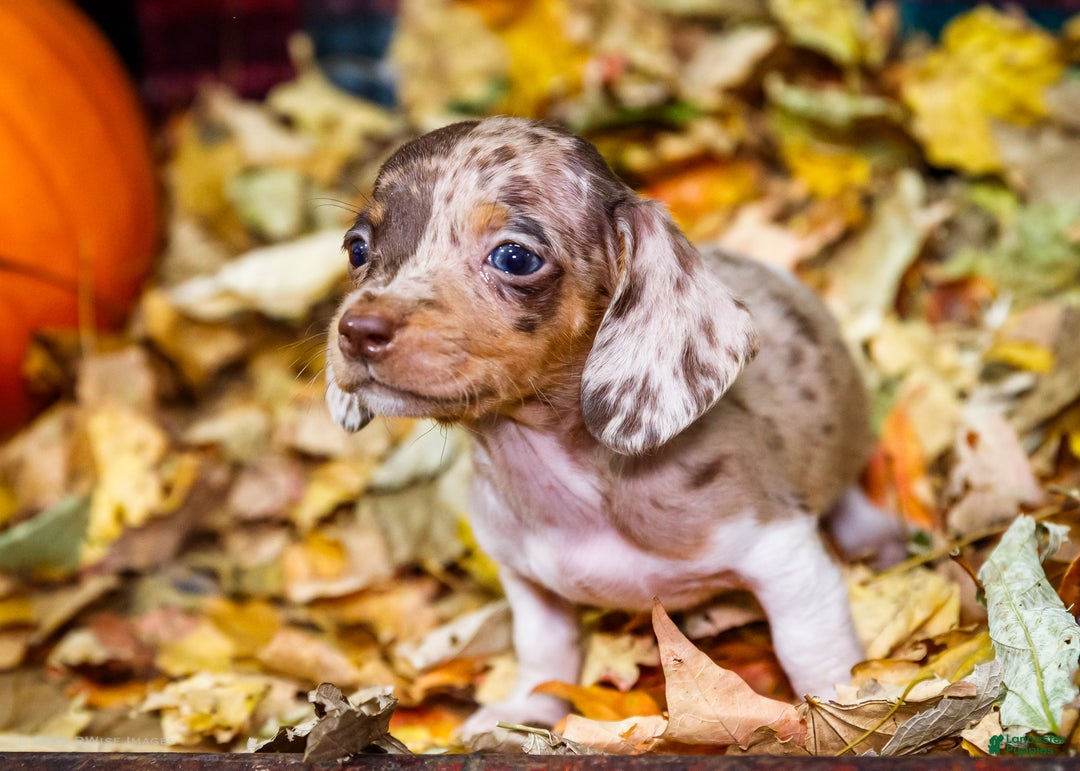 Miniature Dachshund dogs for sale: Ralph - Ad 8