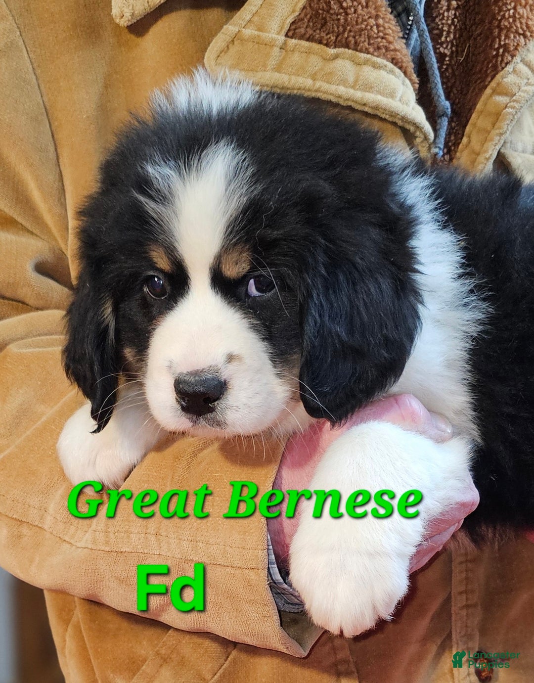 Mixed Breed dogs for sale: Mixed Breed Puppy 1 - Ad 9