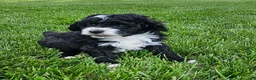 Mini Bernedoodle dogs for sale: Clark - Ad 3