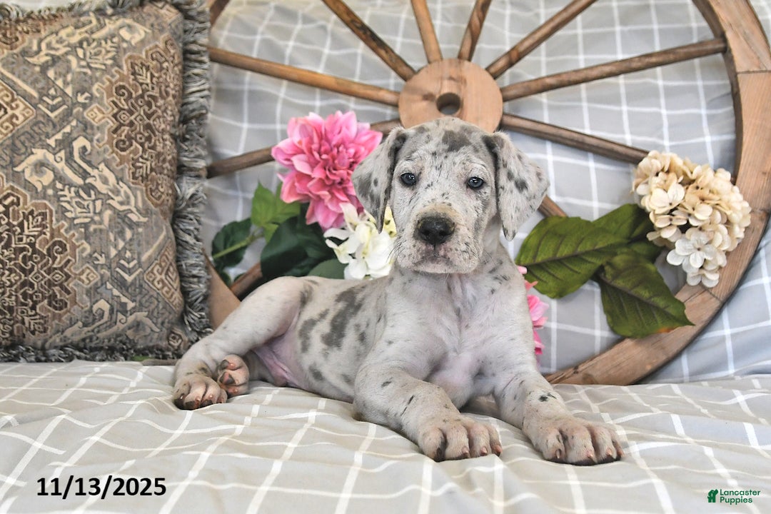 Great Dane dogs for sale: Dasher - Ad 3