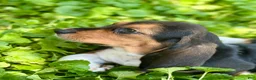 Basset Hound dogs for sale: Handsome Dan  - Ad 10