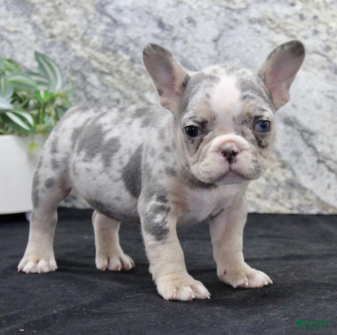 French Bulldog dogs for sale: Zach - Ad 5