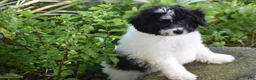 Bichpoo dogs for sale: Mr Dane - Ad 3