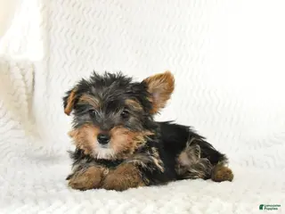 Yorkshire Terrier dogs Archie - Ad 2