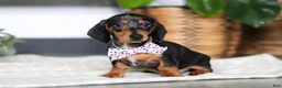 Miniature Dachshund dogs for sale: Anson - Ad 3