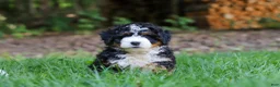 Mini Bernedoodle dogs for sale: Hershey - Ad 4
